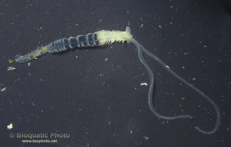  Phyllochaetopterus sp. (False Spaghetti Worm)